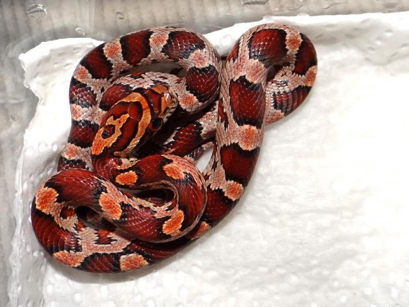 Pantherophis guttata 