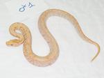 albino labirint 1