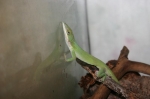 Anolis allisoni