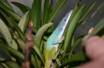 Anolis allisoni