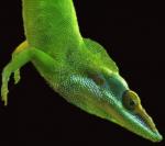 anolis allisoni самец