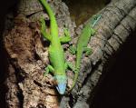 anolis allisoni