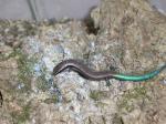 Chalcides sexlineatus