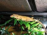 Crested Gecko