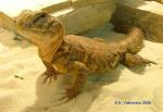 Uromastyx geyri