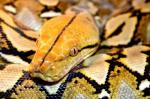 Button (Python reticulatus)