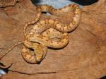 PANTHEROPHIS ALLEGHANIENSIS