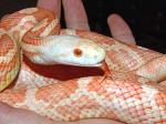 Pantherophis obsoletus obsoletus var. albino T+