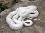 Pantherophis obsoletus obsoletus var. leucistic