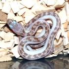 Pantherophis obsoletus obsoletus var. White Sided