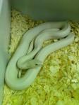 Pantherophis obsoletus lindheimeri var. leucistic blue-eyed