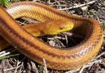 Pantherophis obsoletus quadrivittata var. yellow