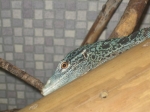 varanus macrae