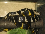 boiga dendrophila