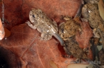 Bufo alvarius