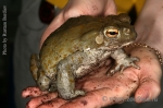 Bufo alvarius