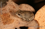 Bufo alvarius