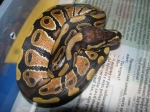 Python regius