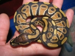 Python regius