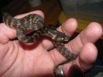 Morelia spilota harrisoni