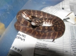 Morelia spilota harrisoni