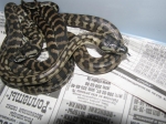 Morelia spilota variegata