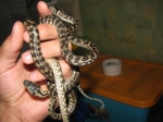 Morelia spilota variegata