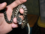 Morelia spilota variegata