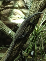 varanus glauerti