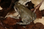 Bufo alvarius