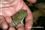 Bufo alvarius