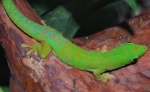 Phelsuma astriata astriata