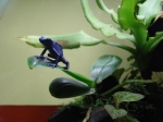 dendrobates