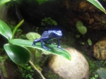 dendrobates