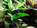 dendrobates