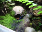 dendrobates