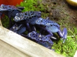 dendrobates