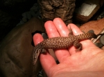 Varanus acanthurus 1