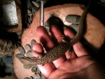 Varanus acanthurus 2