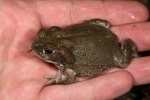 Bufo alvarius