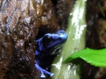 Dendrobates