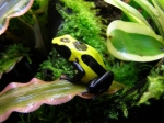 Dendrobates