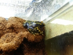 Dendrobates