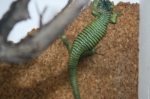 Abronia graminea