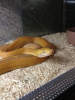 Purple Golden Child Reticulated Python