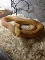 Purple Golden Child Reticulated Python