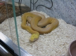 Purple Golden Child Reticulated Python