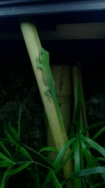 Gekko