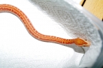 boaedon fuliginosus albino 3