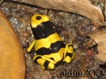 Dendrobates leucomelas